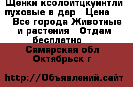 Щенки ксолоитцкуинтли пуховые в дар › Цена ­ 1 - Все города Животные и растения » Отдам бесплатно   . Самарская обл.,Октябрьск г.